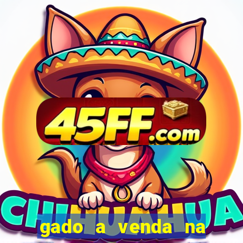 gado a venda na bahia olx